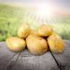 Выращивание картофеля (предприятие относится к крупным производителям картофеля в Алтайском крае), овощей и зерновых культур Фото №1